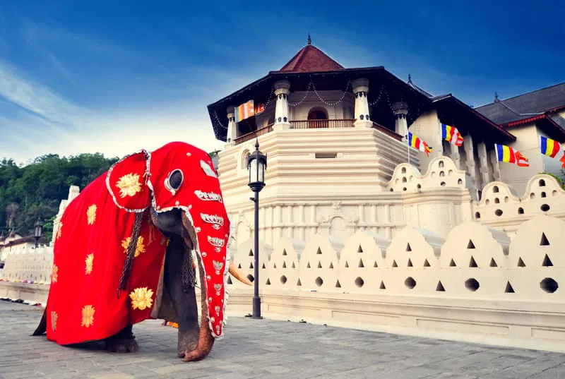 Sri Lankan Escape