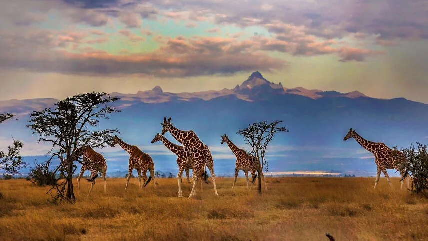 Essence of South Africa